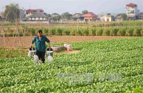 Draft decree to draw more foreign investors into agriculture