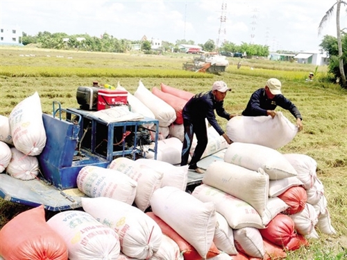 EVFTA promotes countrys rice exports to the EU