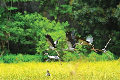 Nation to exert greater efforts to protect wild migratory birds