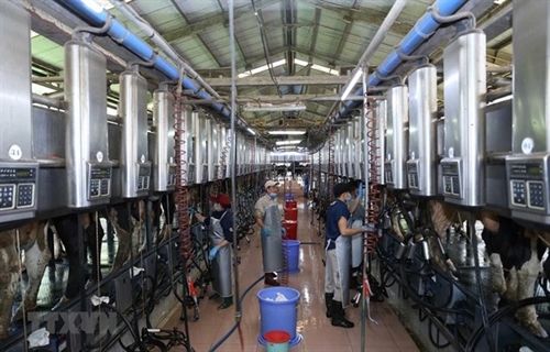 Large room for Vietnams dairy farming industry to flourish