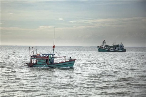 Vietnam ready to cooperate and share experience in combating illegal fishing: spokesperson