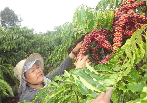 Brazil invites Vietnamese firms to attend International Coffee Week