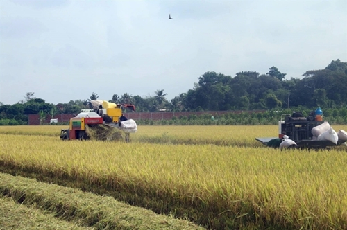 Prime Minister asked to stabilize rice price
