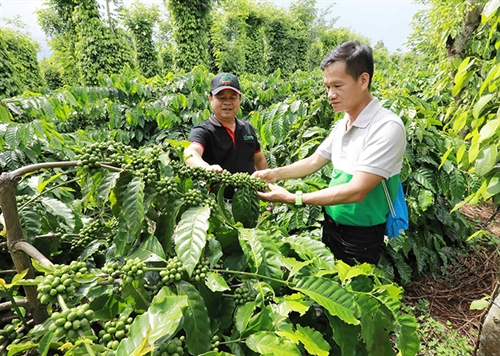 Dak Lak province targets clean organic and responsible agriculture