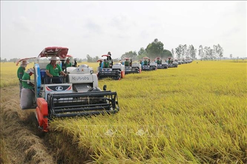 Vietnam approves strategy to develop rice export market